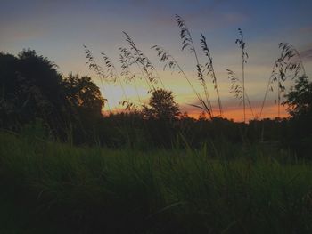 Scenic view of field against sky at sunset