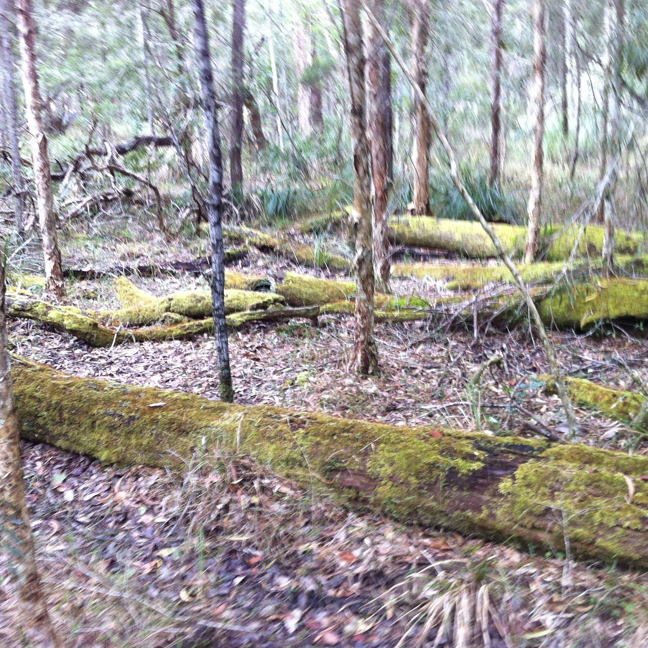 CLOSE-UP OF MOSS GROWING ON TREE TRUNK