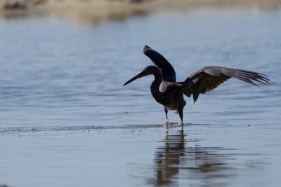 Bird flying over lake