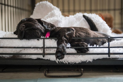 Close-up of dog on railing