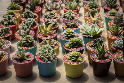 High angle view of potted plants for sale