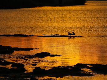 Silhouette birds at beach during sunset