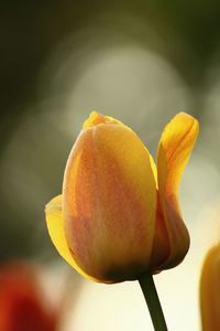 Close-up of yellow flower blooming outdoors