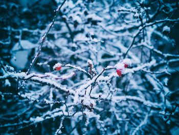 Close-up of frozen plant