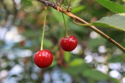 Close-up of red berries growing on plant