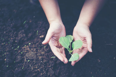 Close-up of hand holding leaves