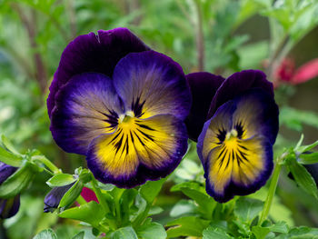 pansy