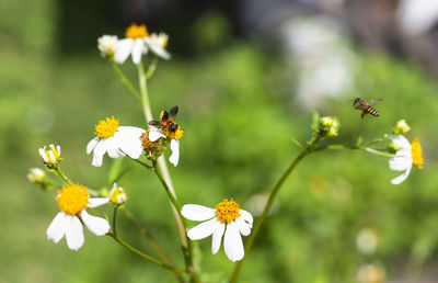 Close-up of bee pollinating on flower