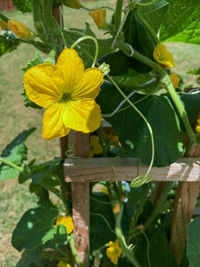 Close-up of yellow flowering plant