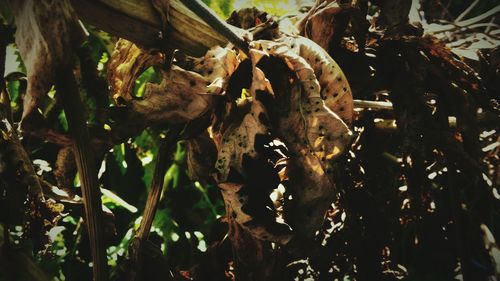 Close-up of plants