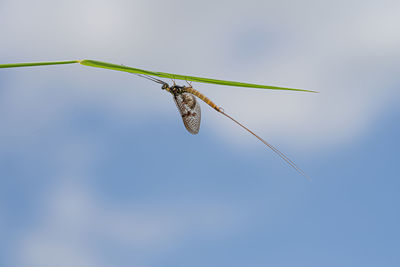 Close-up of insect on plant against sky