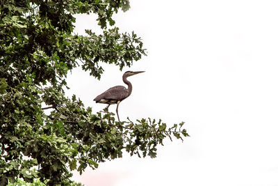 Low angle view of bird perching on tree against sky