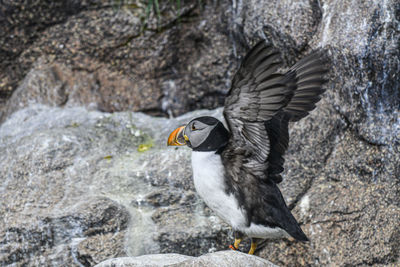 Side view of a bird on rock