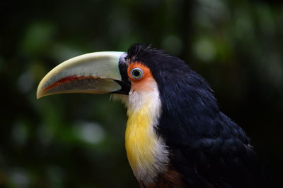 Close-up of a bird