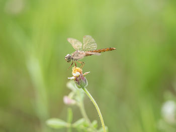 Close-up of dragonfly on plant