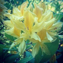 Close-up of yellow day lily blooming outdoors