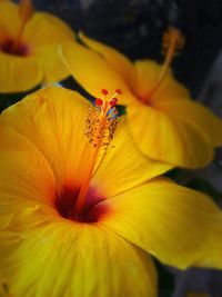 Close-up of insect on yellow flower