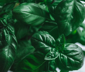 Close-up of fresh green leaves