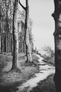 Trees on footpath in forest against sky