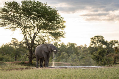 View of elephant on field