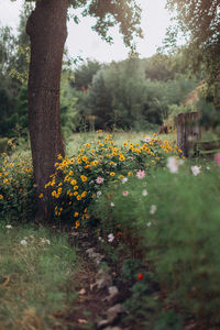 View of flowering trees in forest