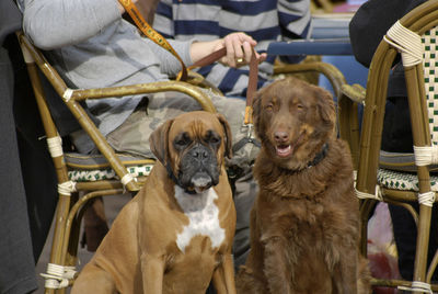 Portrait of dog sitting on chair