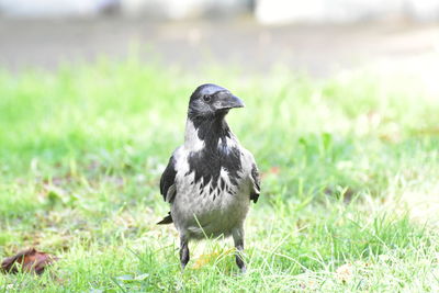 Bird perching on a field
