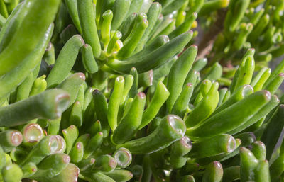 Full frame shot of succulent plant