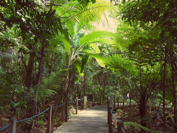 Walkway amidst trees