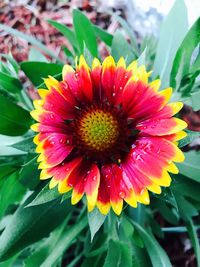 Close-up of flower blooming outdoors