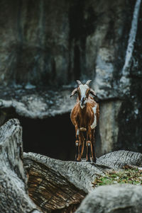  chamois on wood