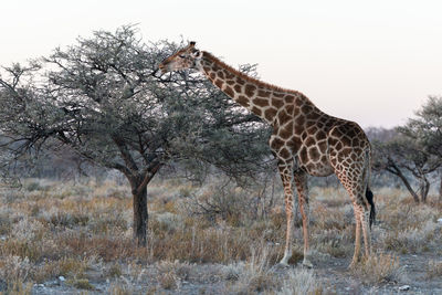 Giraffe standing on field against trees