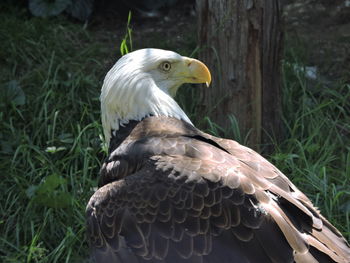 Close-up of eagle perching on rock