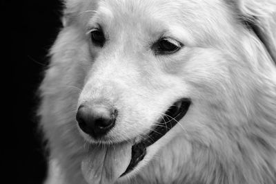 Close-up portrait of dog