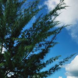Low angle view of palm tree against blue sky