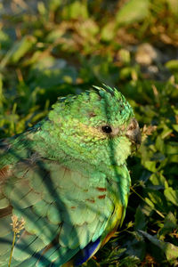 Close-up of parrot perching on leaf