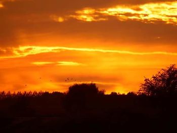 Silhouette of trees at sunset