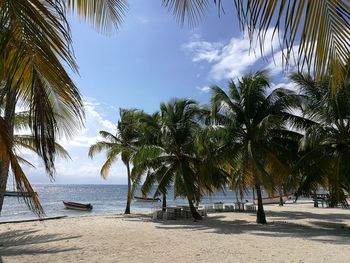 Palm trees on beach against sky