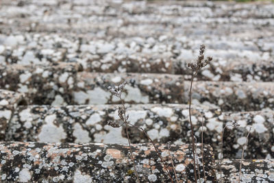 Close-up of small flower in snow