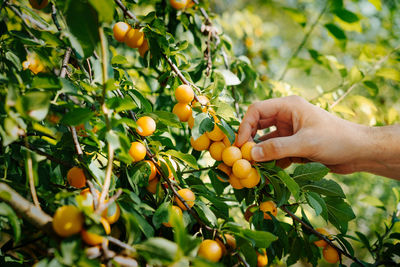 Person picking wax cherry fruits growing on branch