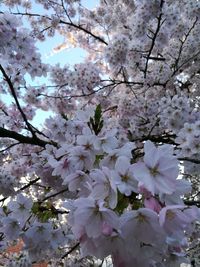 Apple blossoms in spring