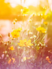 Close-up of yellow flowering plants on field