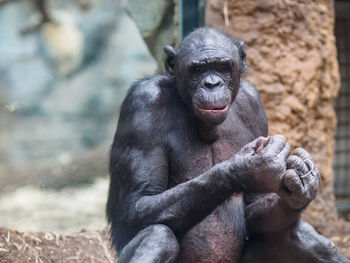 Portrait of chimpanzee at zoo