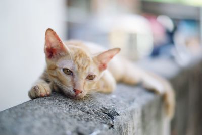 Close-up portrait of a cat