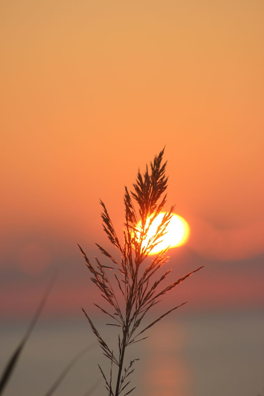 sun, sunset, orange color, sunlight, beauty in nature, tranquility, nature, sunbeam, scenics, tranquil scene, lens flare, back lit, growth, idyllic, silhouette, clear sky, outdoors, no people, bright, sky