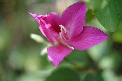 Close-up of pink flower blooming outdoors