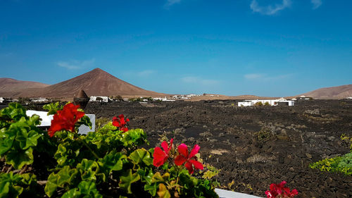 Flowers growing in desert against blue sky