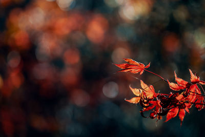 Close-up of maple leaves on tree