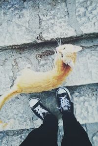 Low section of person standing by cat