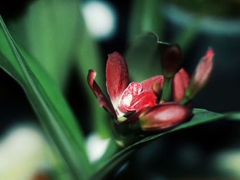 Close-up of red flowering plant